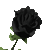 Blackrose